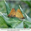 ochlodes sylvanus copula